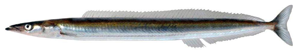 Hyperoplus immaculatus_013.jpg